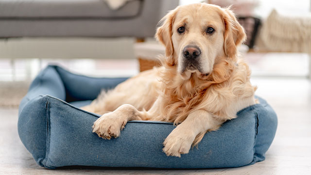 produkte-fuer-den-hund produkte-fuer-den-hund