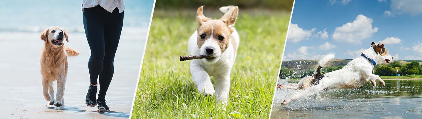 hunde-vitalitaet