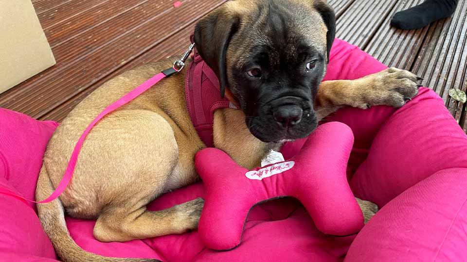 Welpe Lilly liegt im Herz & Pfote Hundebett Nestchen und spielt mit ihrem Hundespielzeug Doggy Bone Welpe Lilly liegt im Herz & Pfote Hundebett Nestchen und spielt mit ihrem Hundespielzeug Doggy Bone