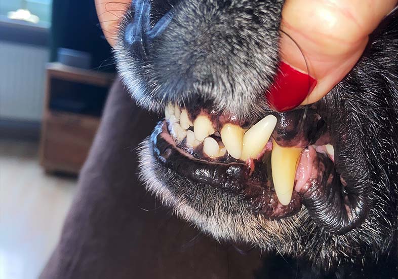 hunde_tipp-2 hunde_tipp-2