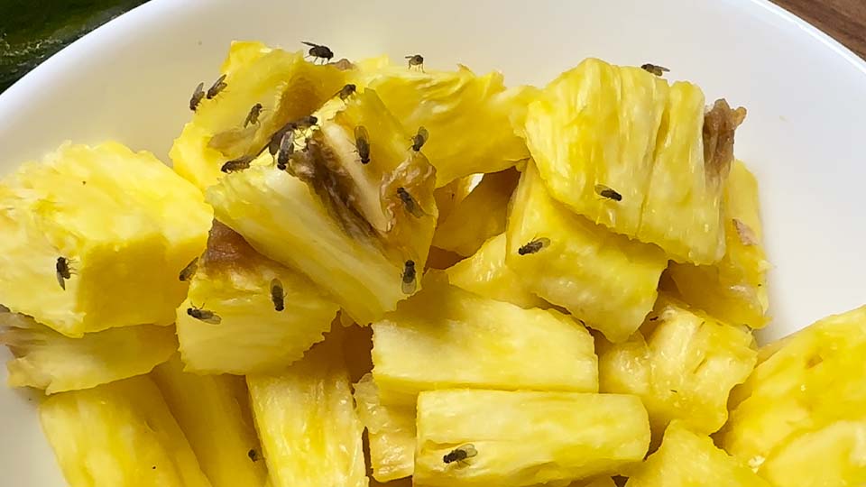 Fruchtfliegen auf Ananas Fruchtfliegen auf Ananas