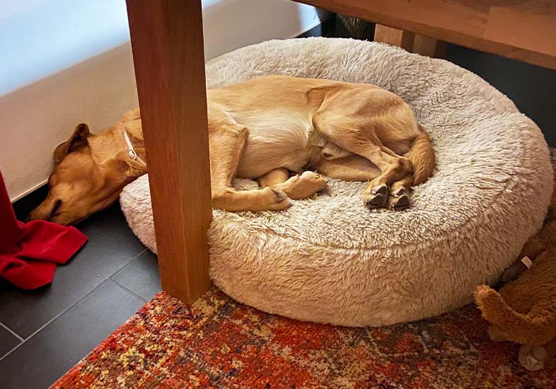 hunde-tipp-3 hunde-tipp-3
