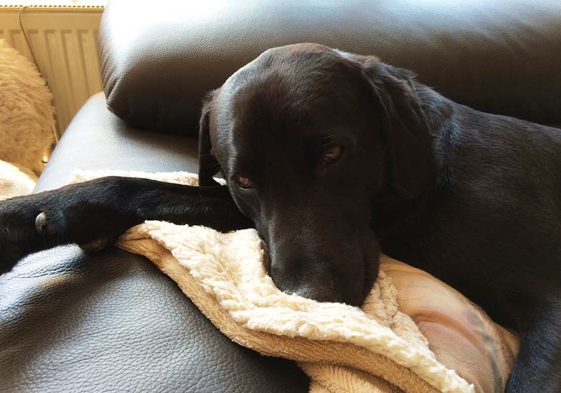 hunde-tipp-1 hunde-tipp-1