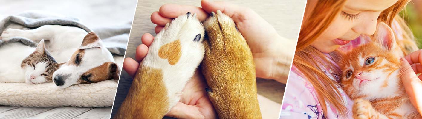 herz-und-pfote-tierbedarf